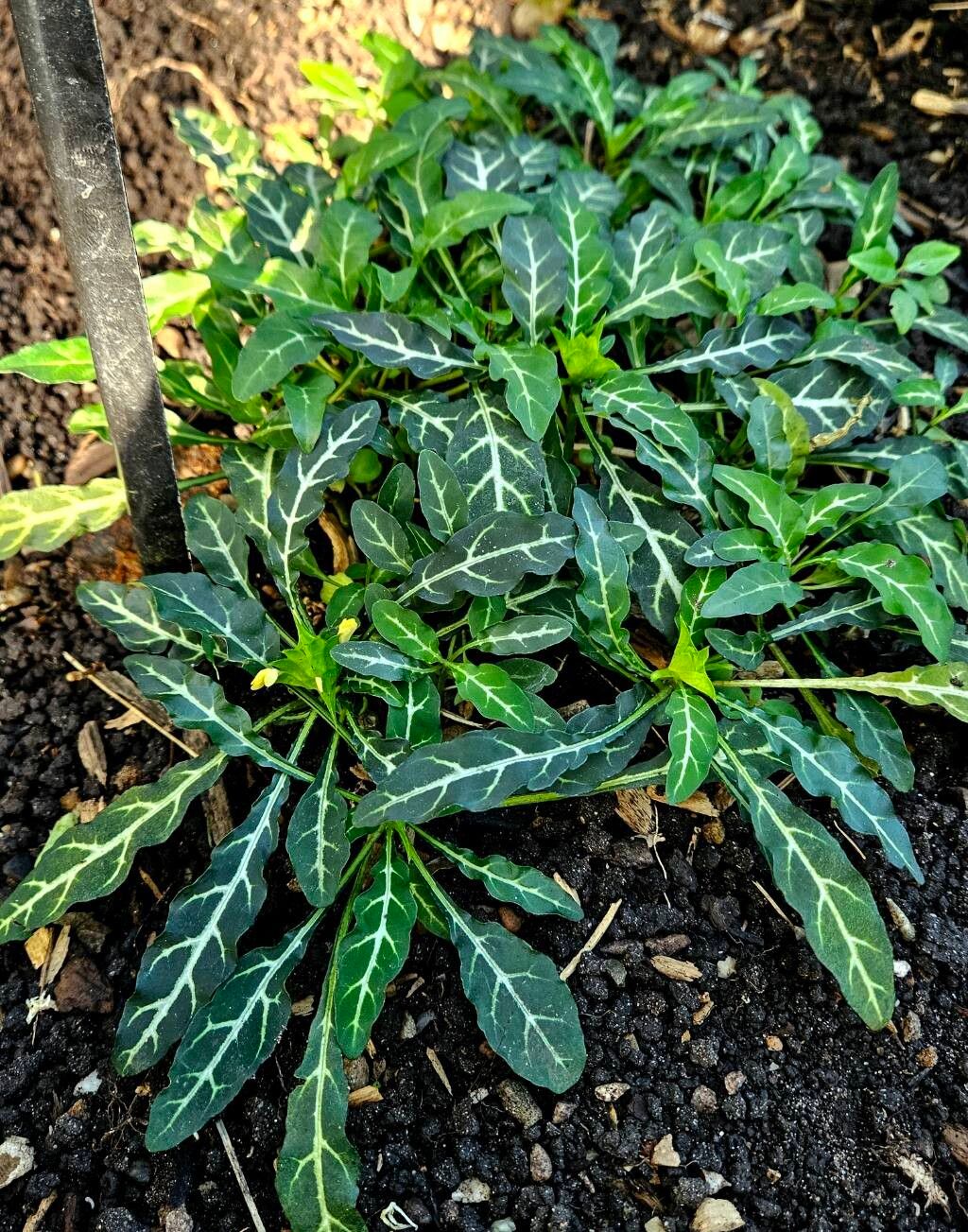 Crossandra pungens habit