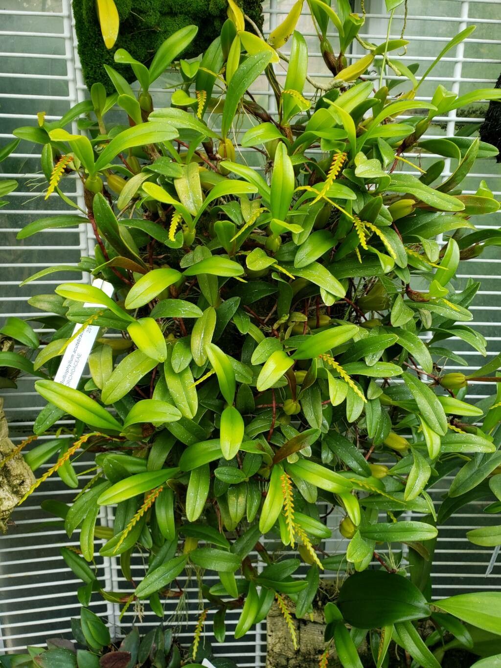 Bulbophyllum acutebracteatum habit