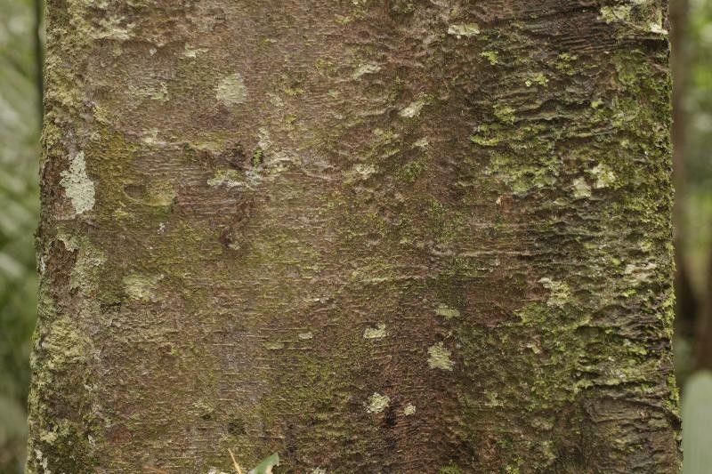 Brosimum guianense bark