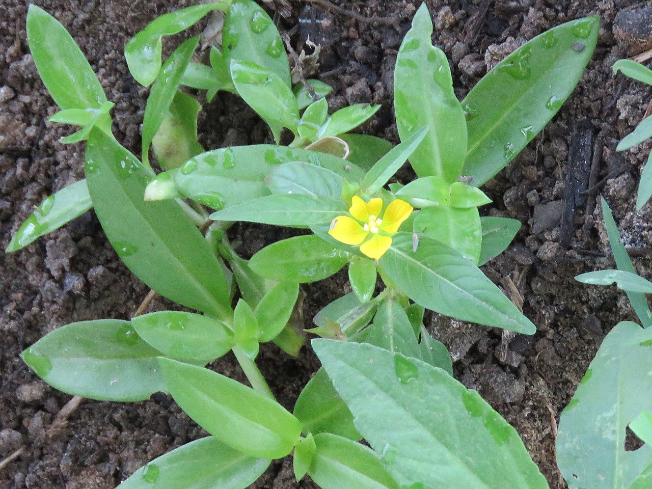 Ludwigia decurrens flower