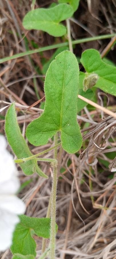 Ipomoea mombassana leaf