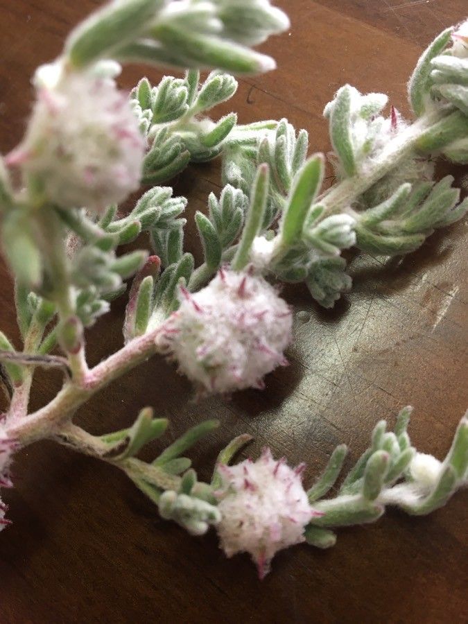 Dissocarpus paradoxus — search result for 'Bassia'