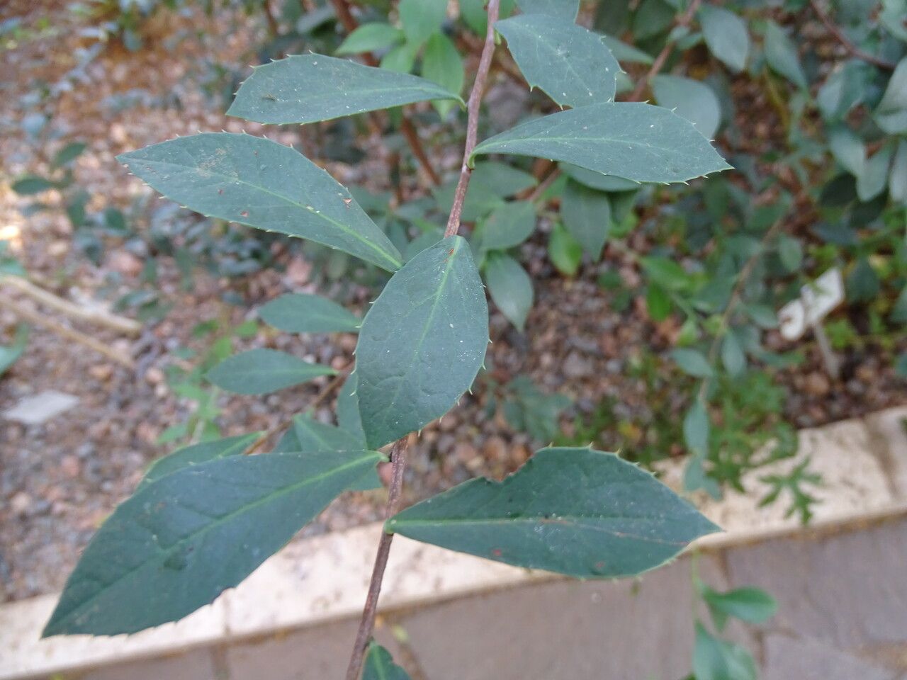 Putterlickia verrucosa — related species from the same genus