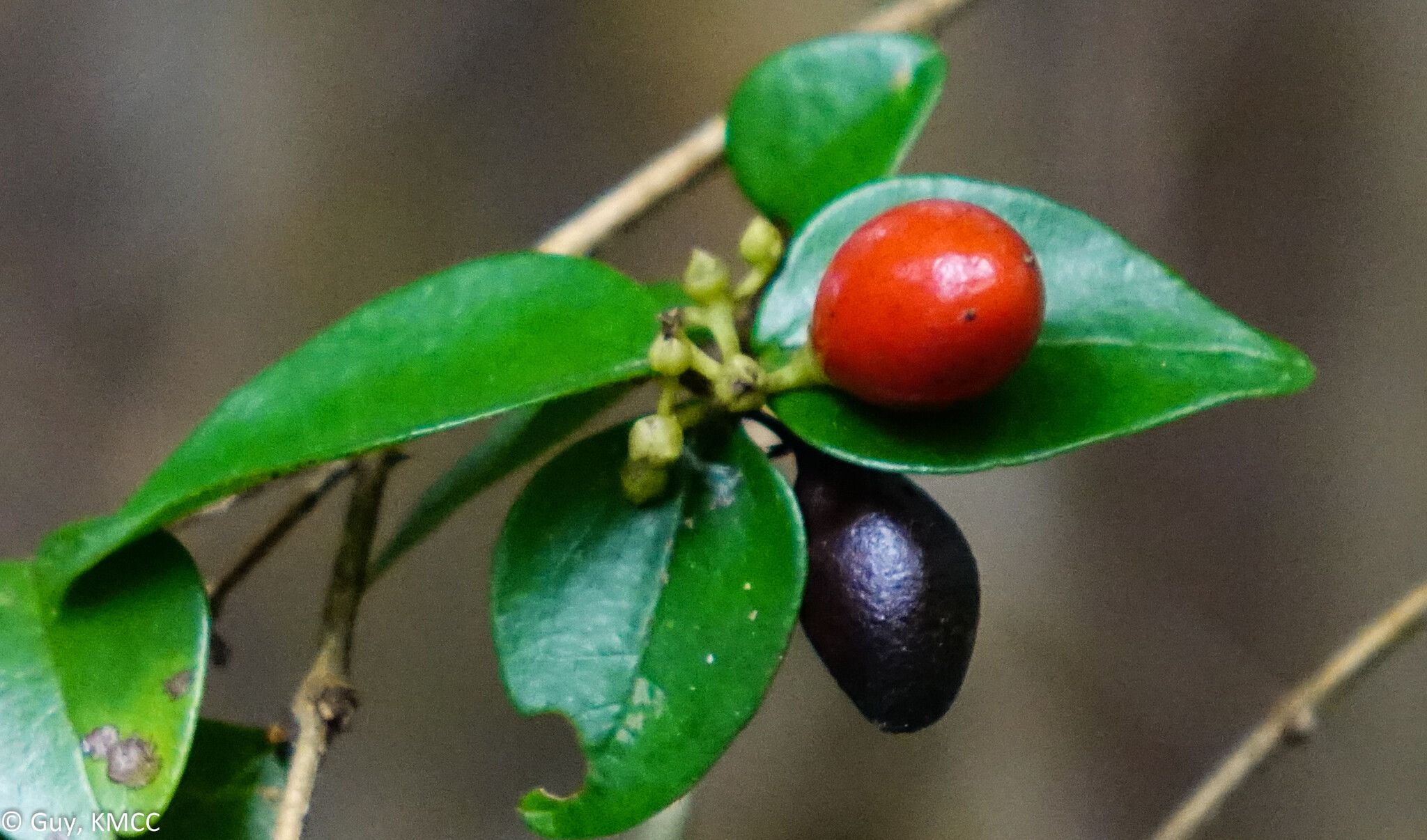 Strychnos myrtoides fruit