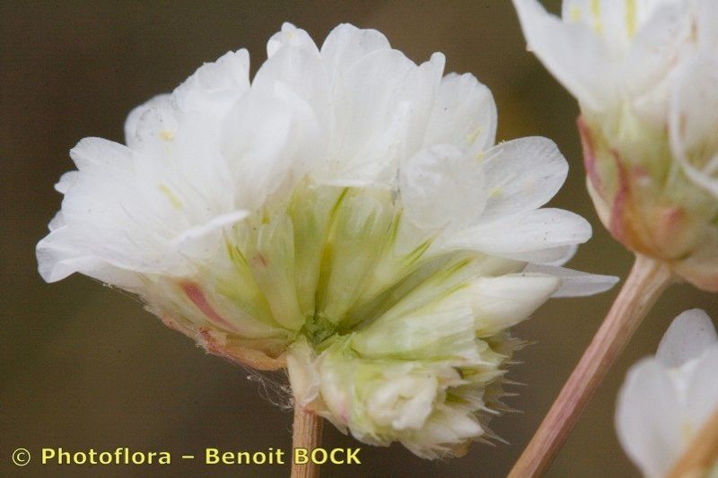 Armeria capitella flower