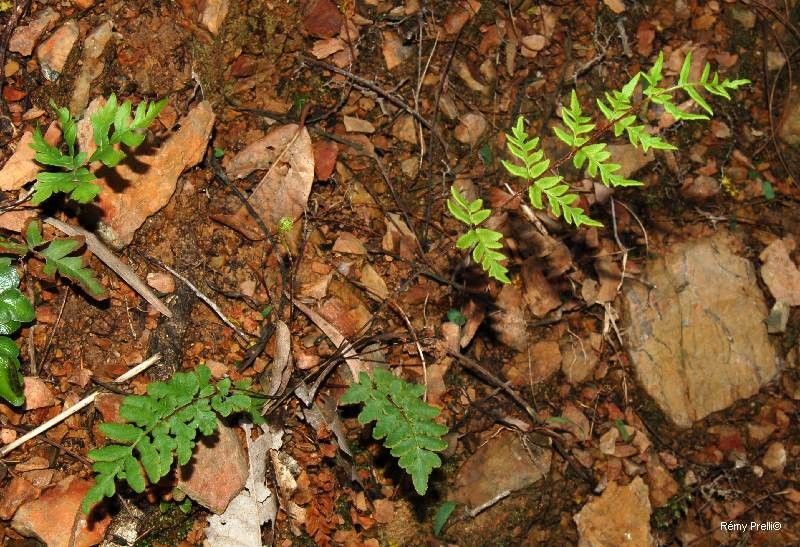 Cheilanthes nudiuscula habit