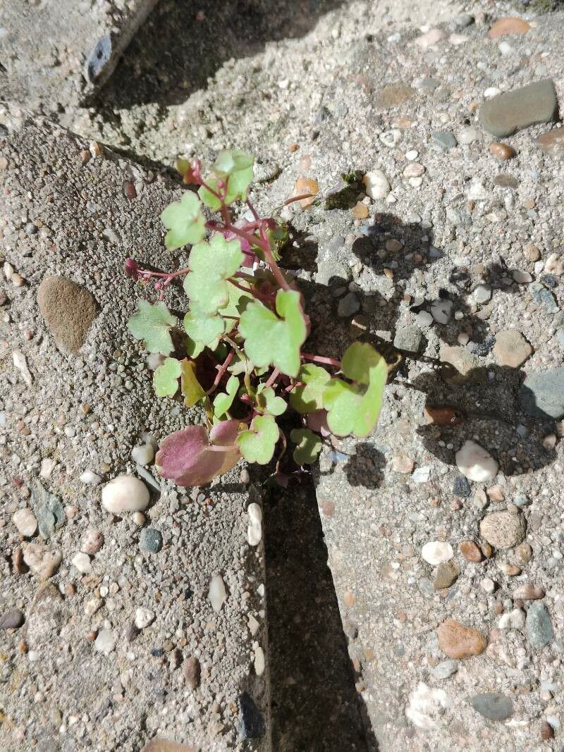Cymbalaria muelleri — search result for 'Cymbalaria'