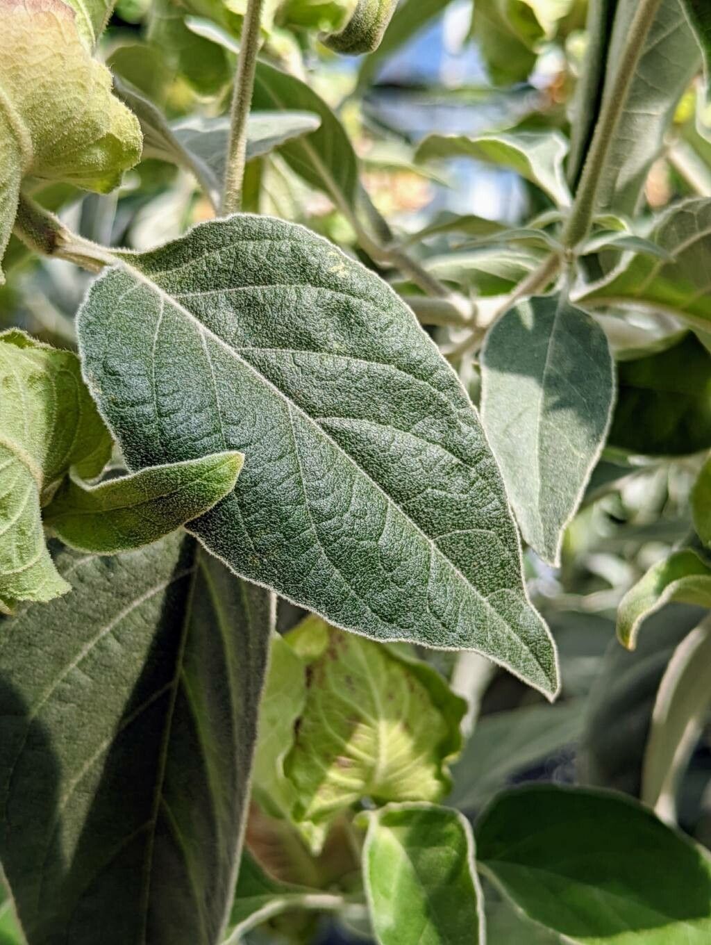 Barleria albostellata — related species from the same genus