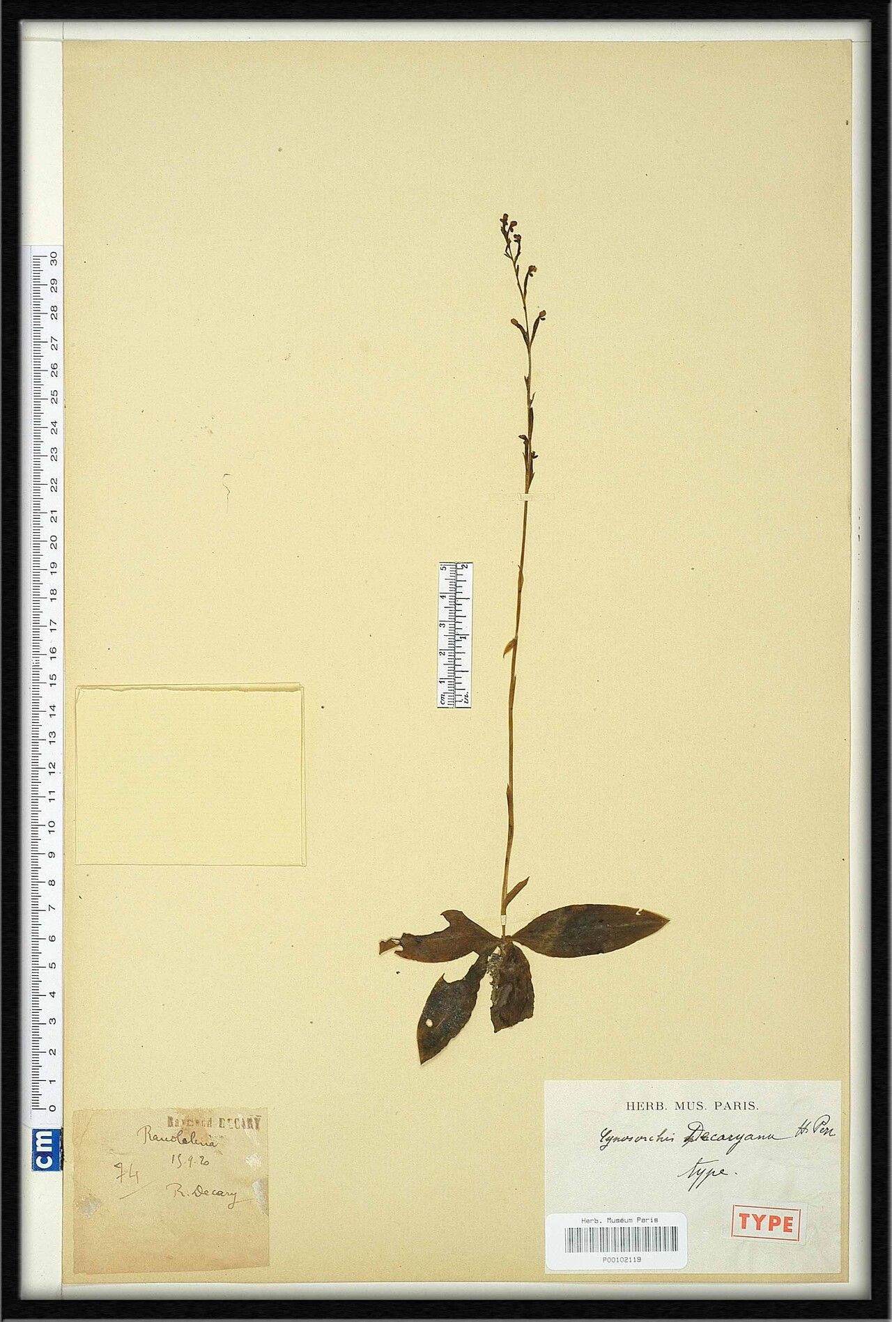 Cynorkis decaryana — houseplant care guide