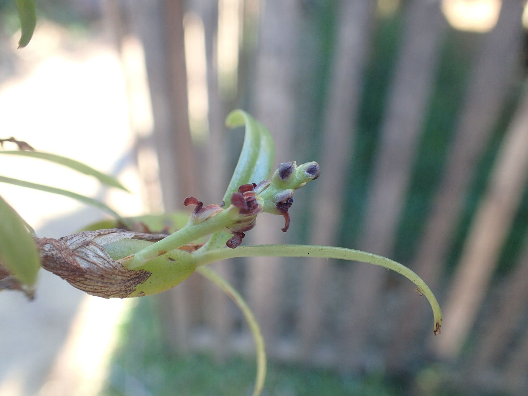 Bulbophyllum quadrialatum flower