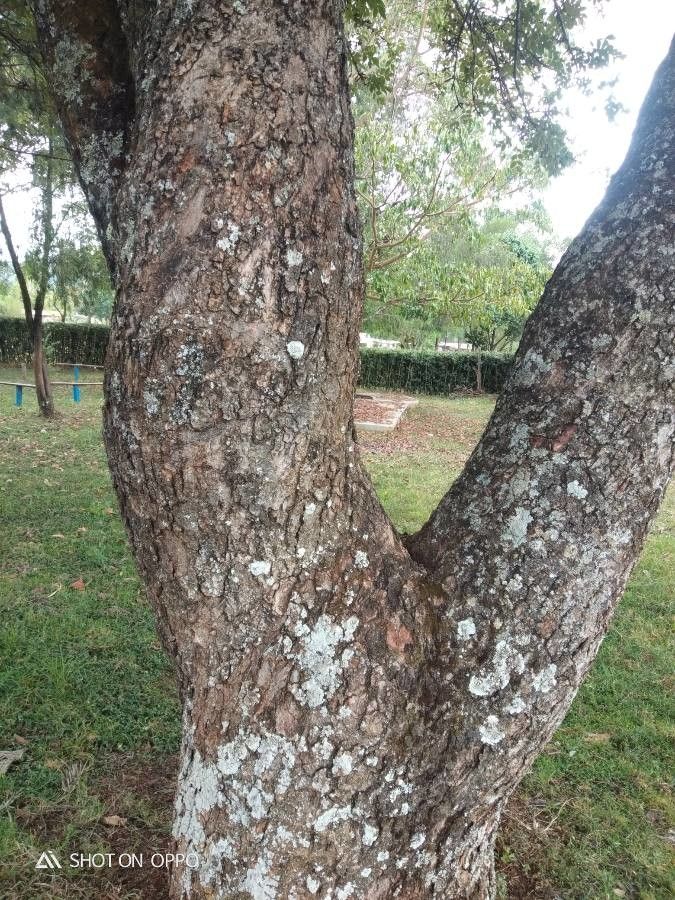 Lannea discolor bark