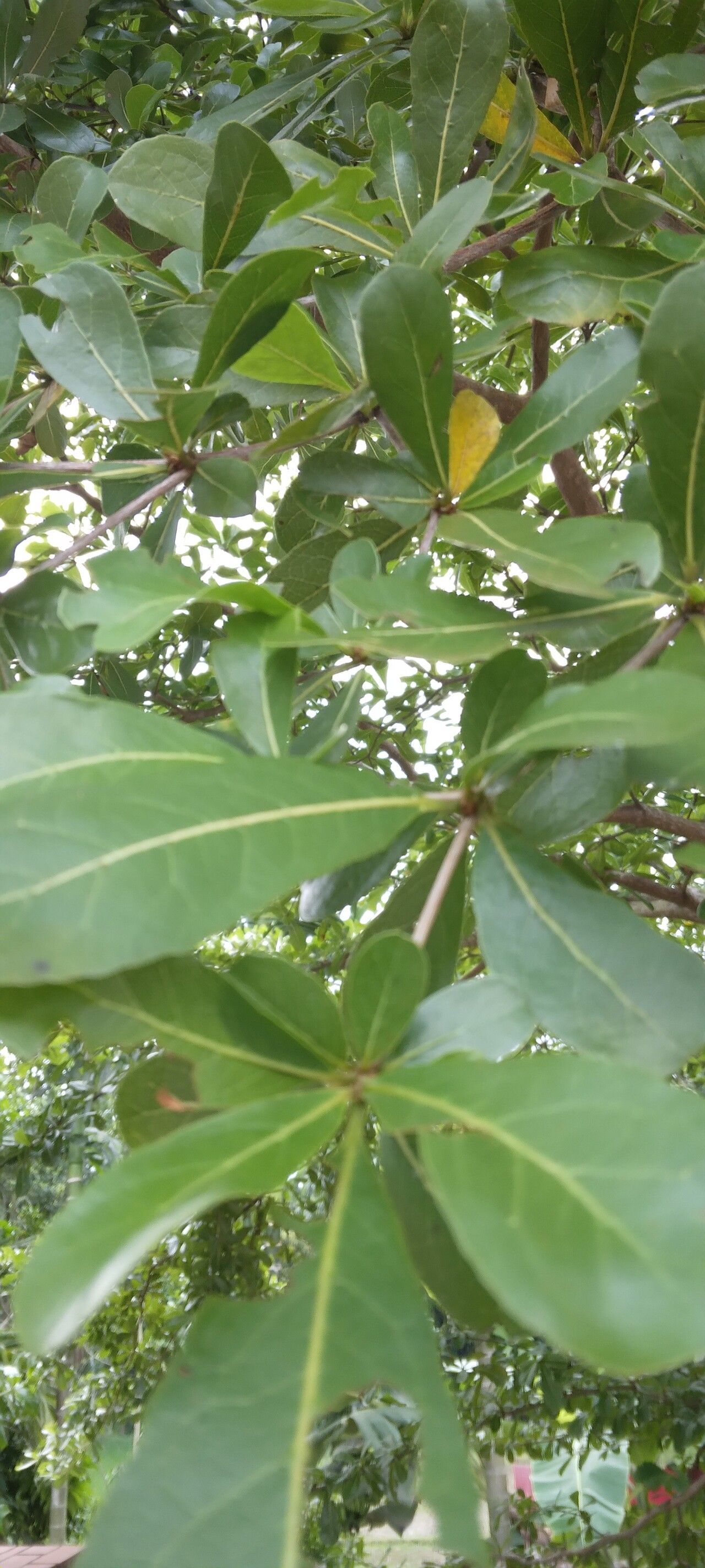 Terminalia neotaliala — houseplant care guide