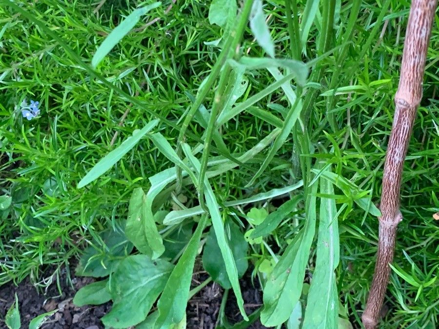 Campanula patula leaf