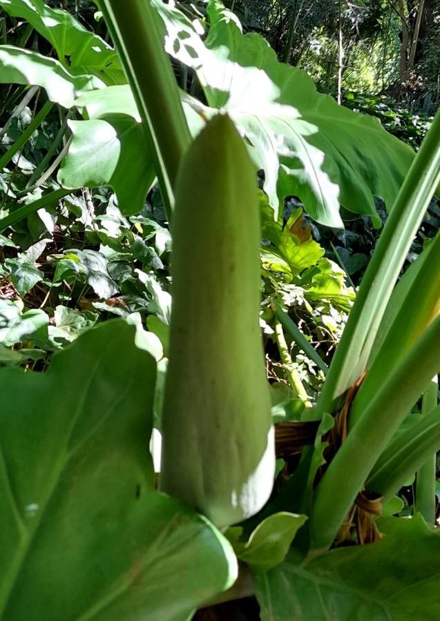 Thaumatophyllum undulatum fruit