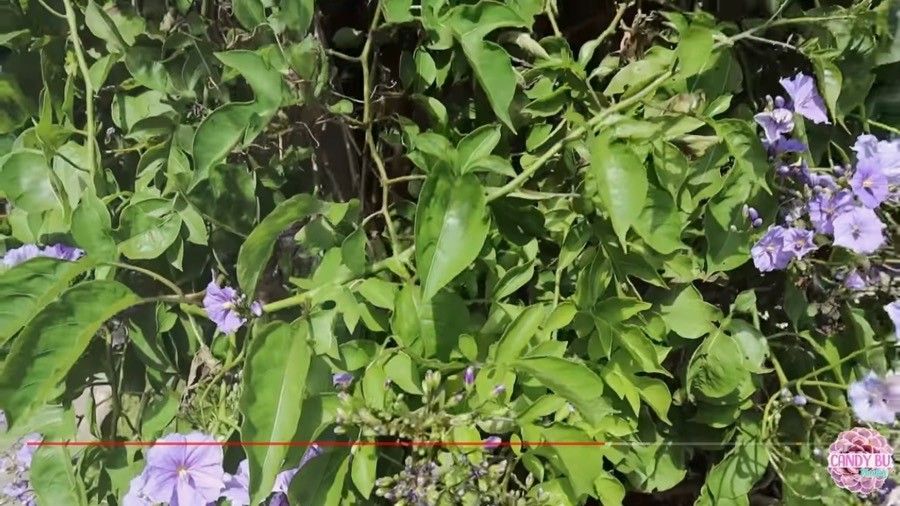 Solanum wendlandii leaf