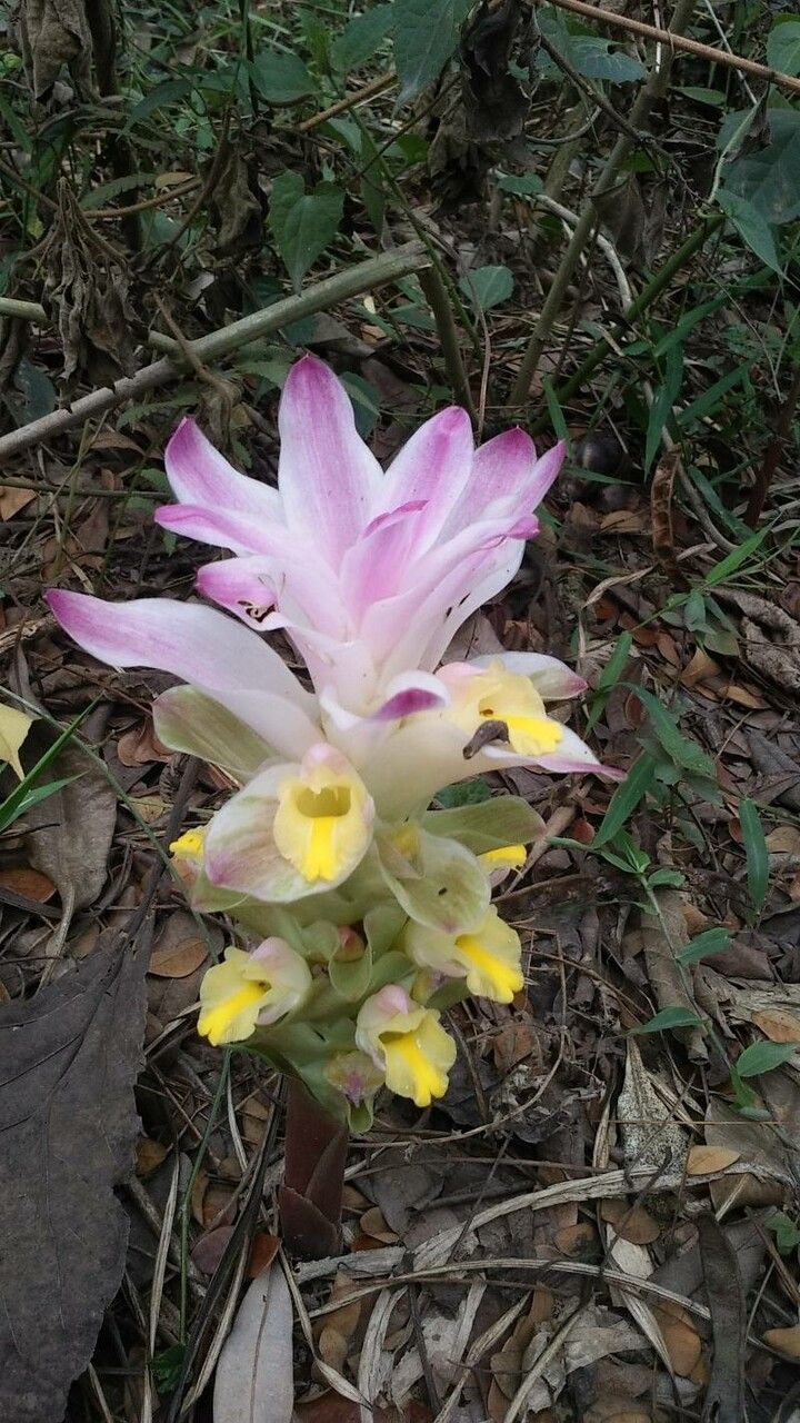Curcuma caesia flower