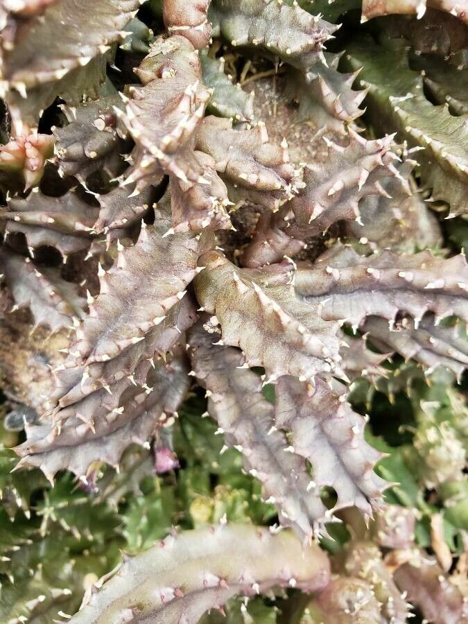 Huernia confusa