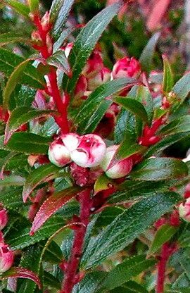 Gaylussacia pseudogaultheria — houseplant care guide