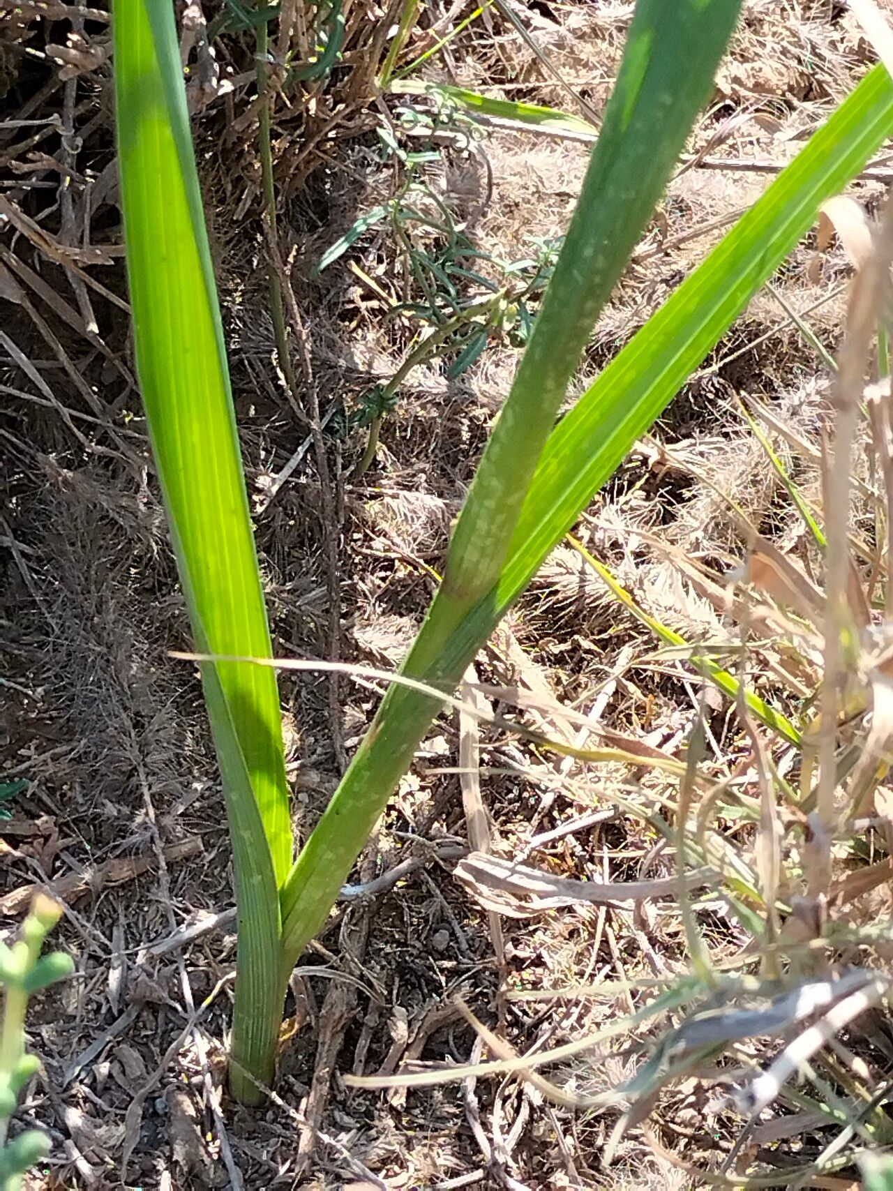 Moraea polystachya — search result for 'Iris'