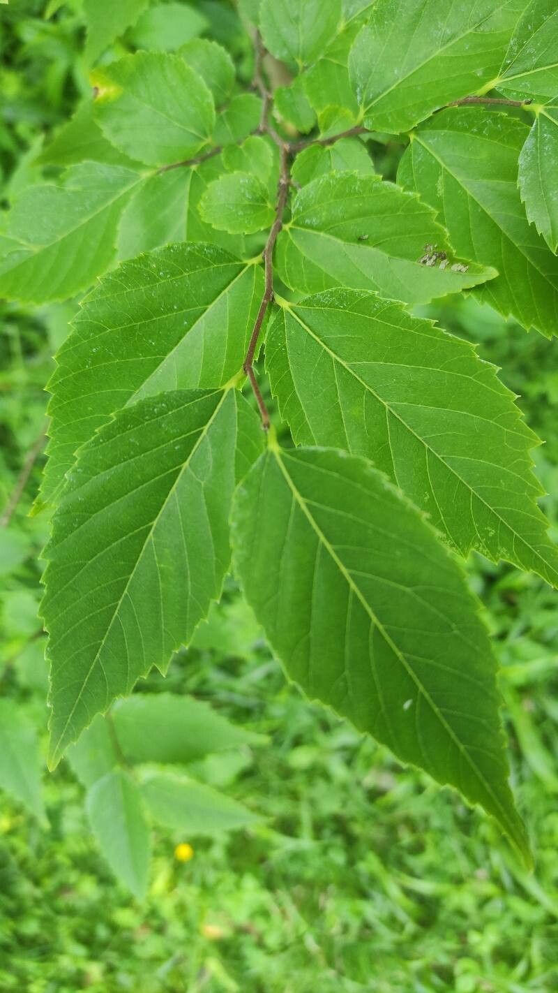 Aphananthe aspera — related species from the same genus
