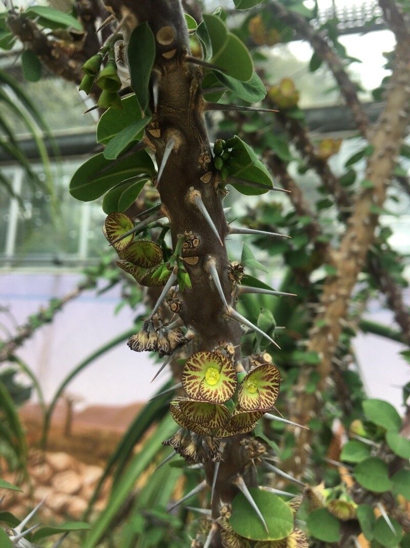 Euphorbia xanthadenia — houseplant care guide