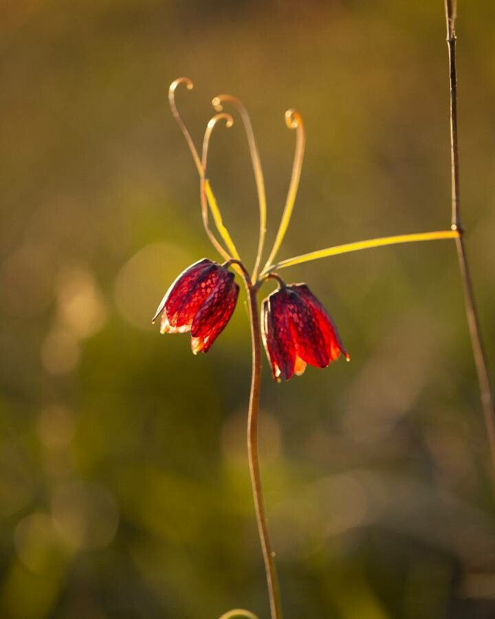Fritillaria ruthenica — search result for 'Fritillaria'