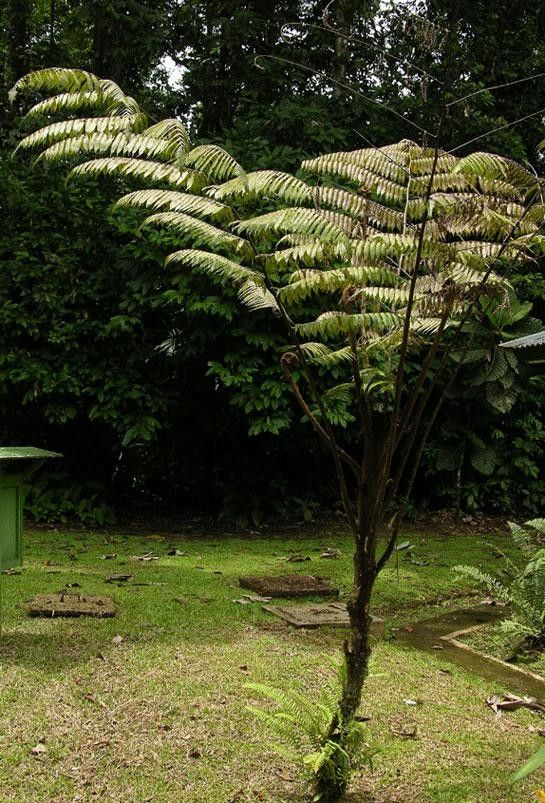 Alsophila cuspidata habit