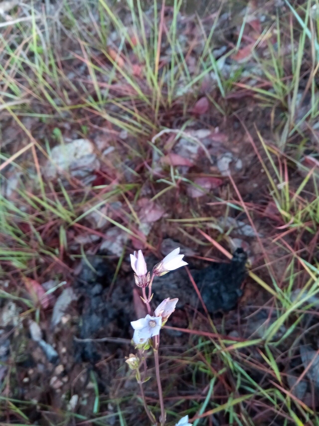 Exacum exiguum — houseplant care guide