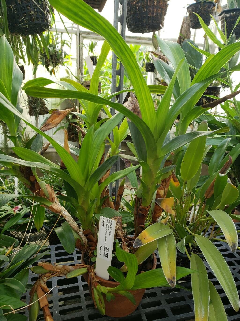 Maxillaria elatior habit