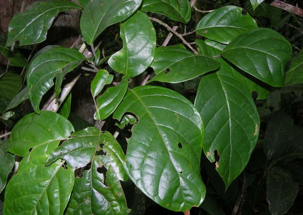 Coccoloba excelsa other