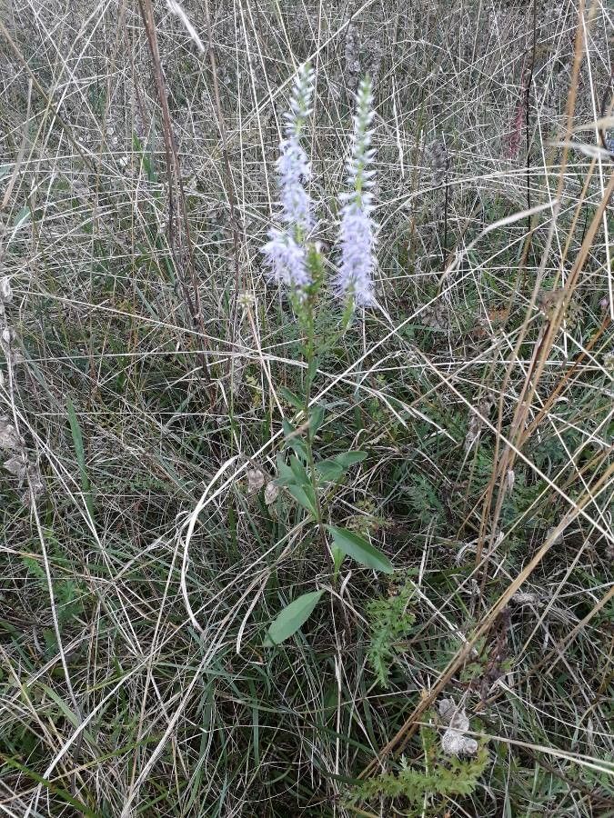 Veronica barrelieri habit