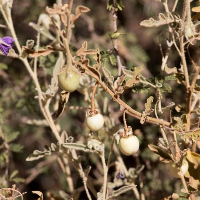 Solanum chippendalei fruit