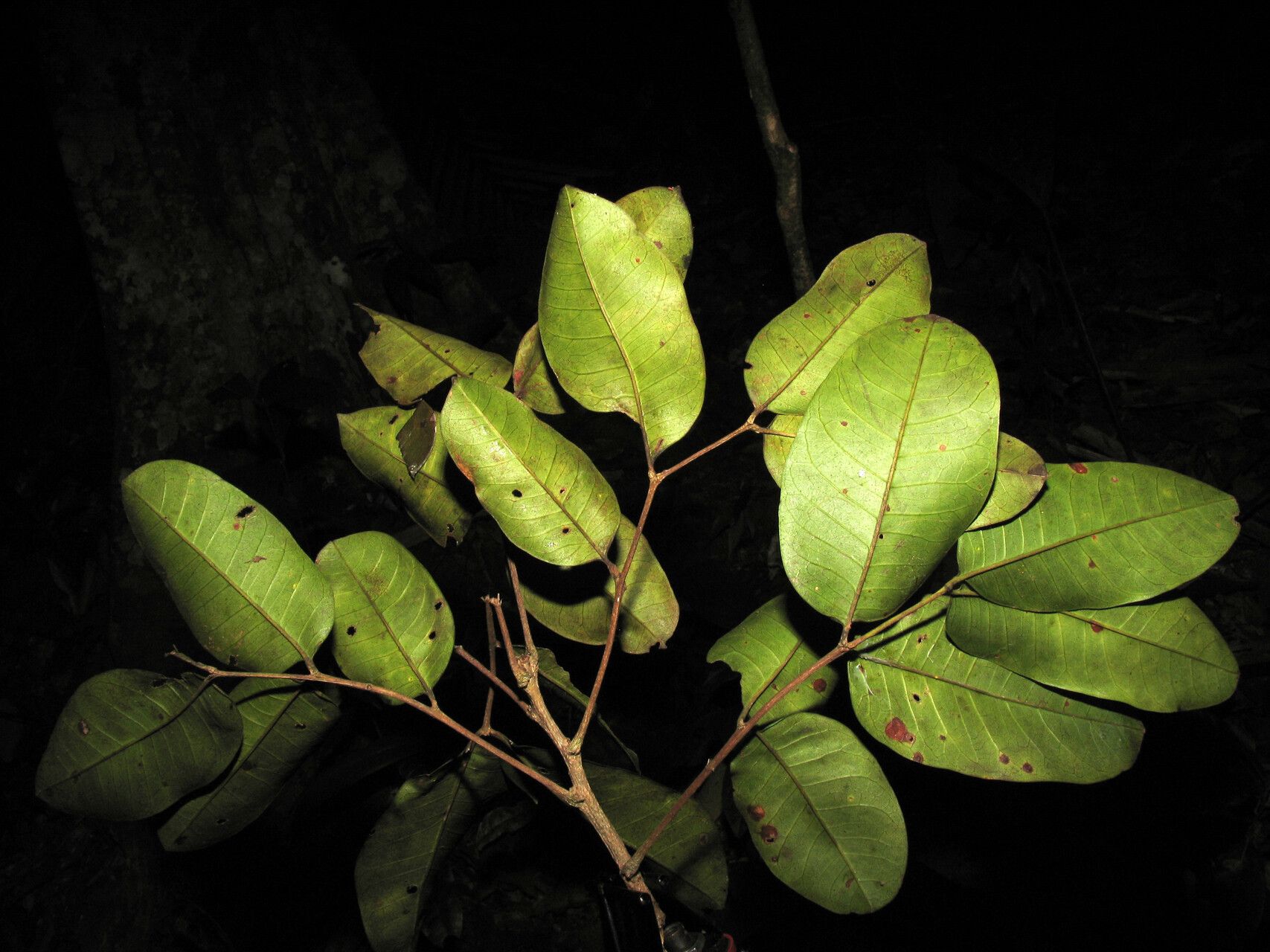 Zanthoxylum amapaense — houseplant care guide