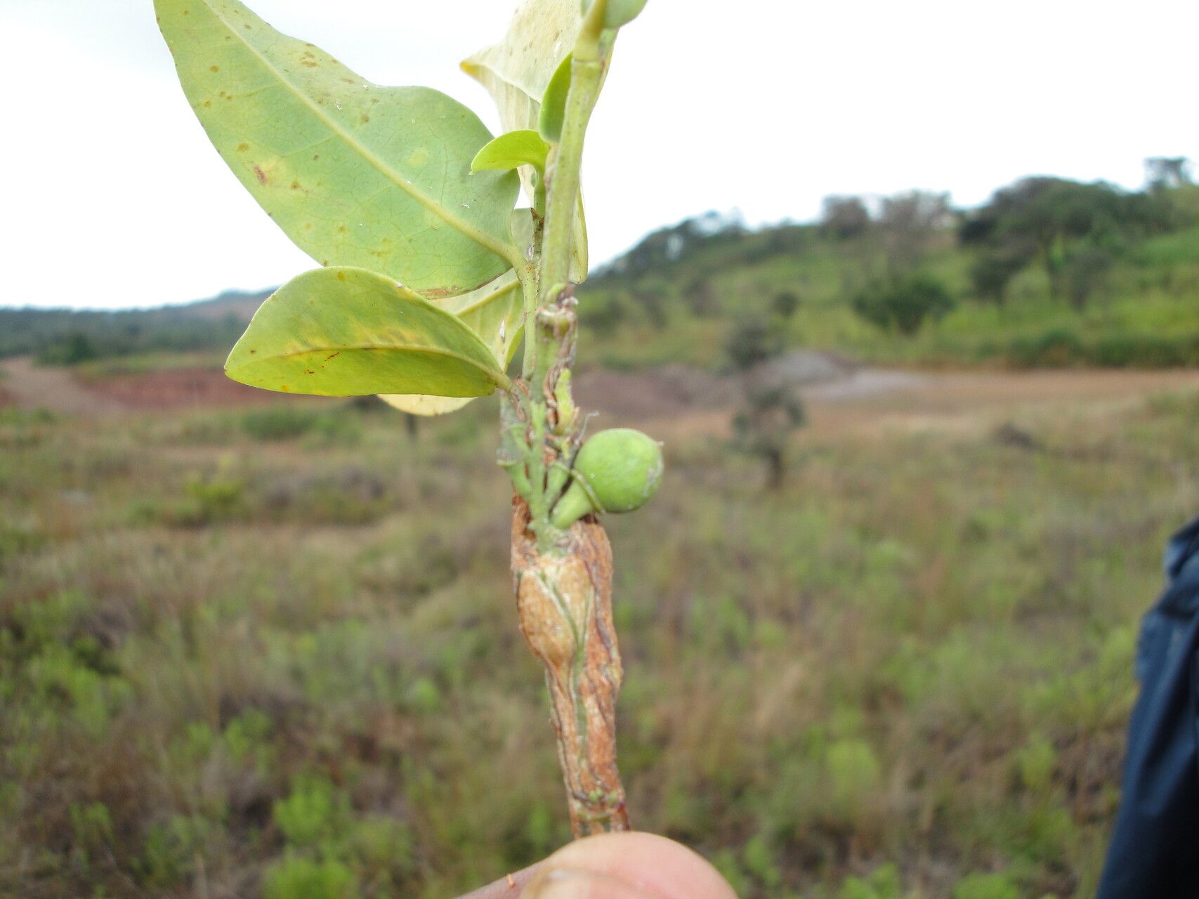 Olax obtusifolia — houseplant care guide