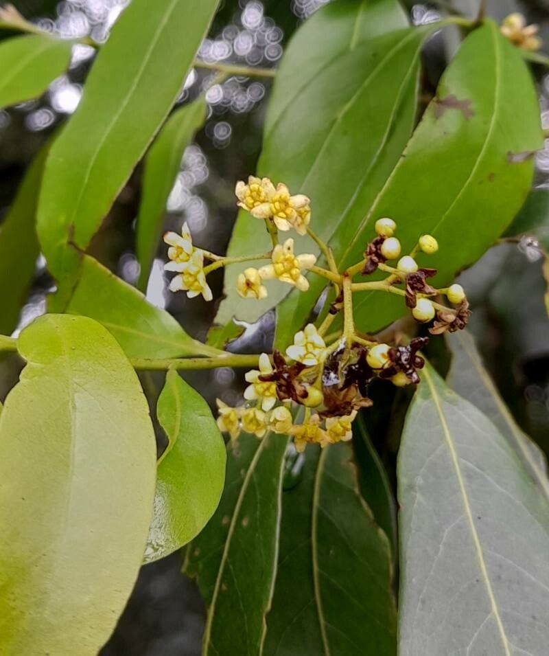 Nectandra grandiflora flower