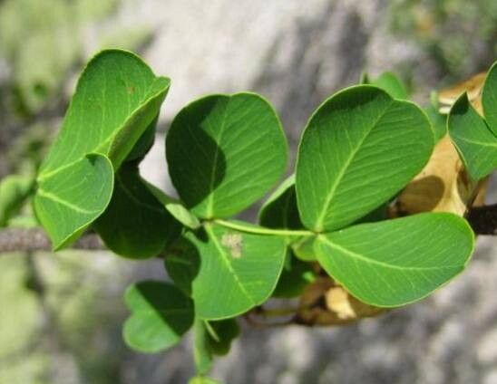 Haematoxylum brasiletto — search result for 'Guatemala'