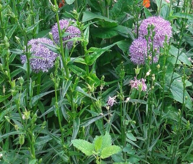 Centranthus angustifolius flower