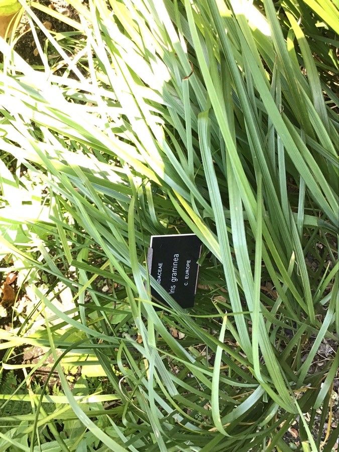 Iris graminea — search result for 'Russia'