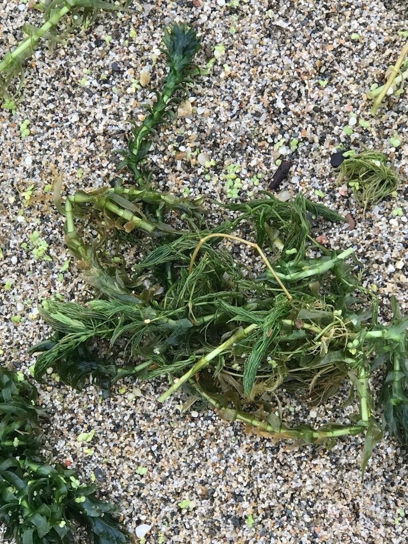 Lagarosiphon major habit