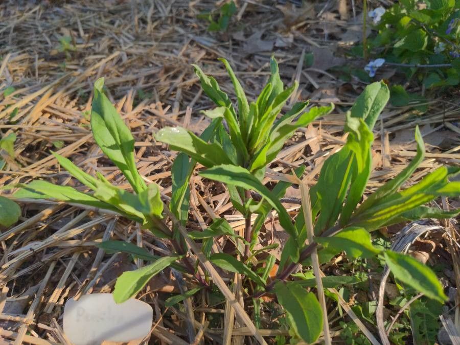 Penstemon arkansanus — search result for 'Penstemon'