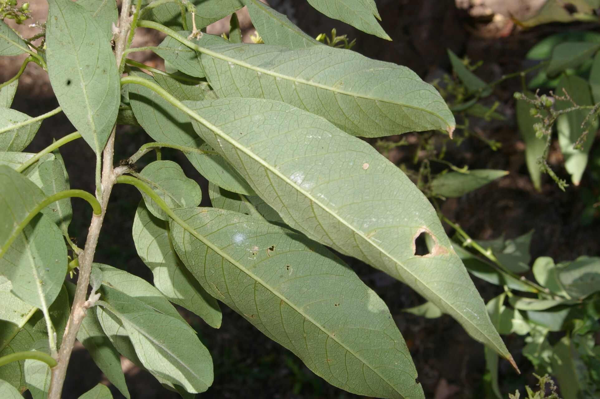 Cestrum dumetorum — search result for 'Cestrum'