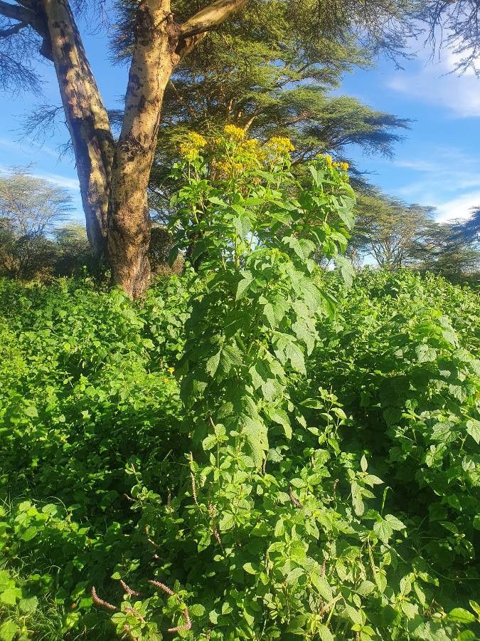 Crassocephalum montuosum habit