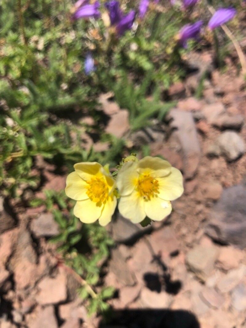 Potentilla gracilis flower