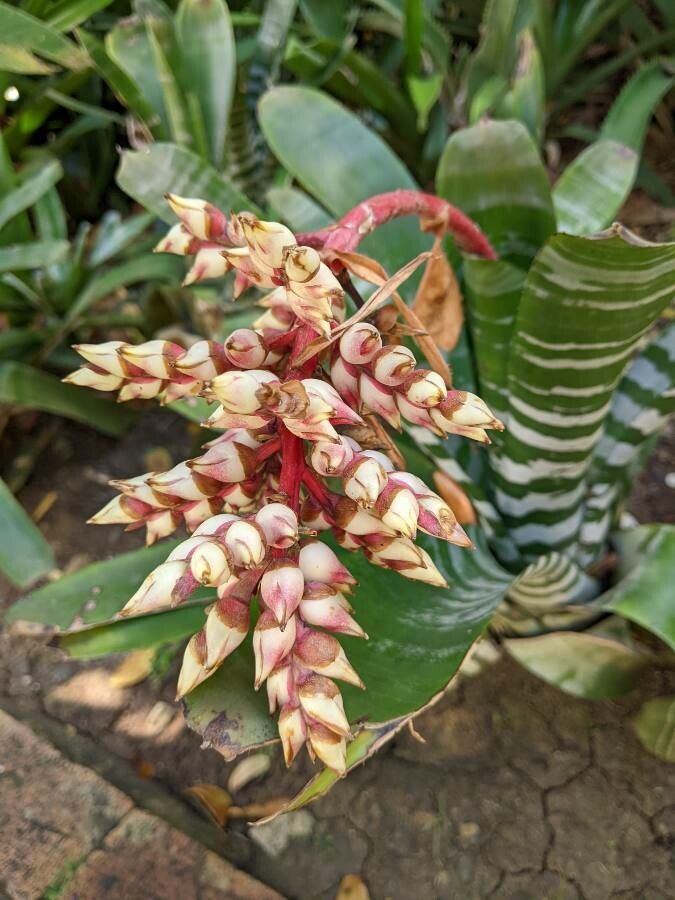 Aechmea pubescens flower