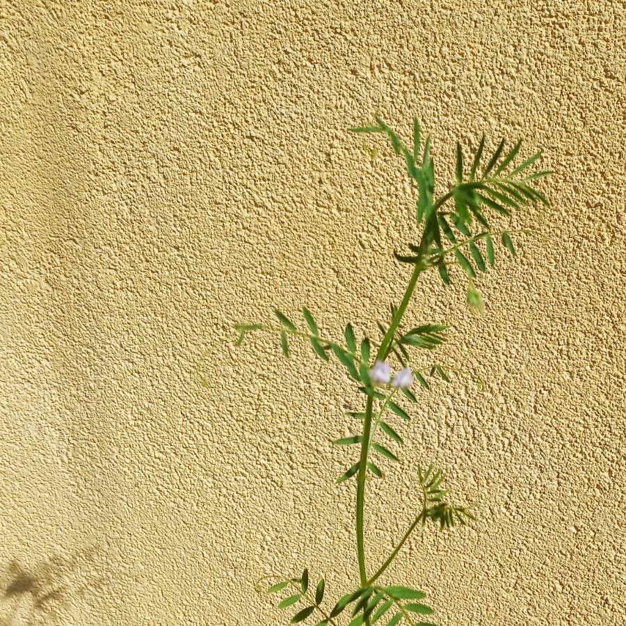 Vicia lens flower