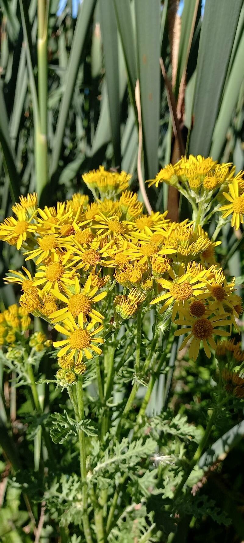 Jacobaea paludosa flower
