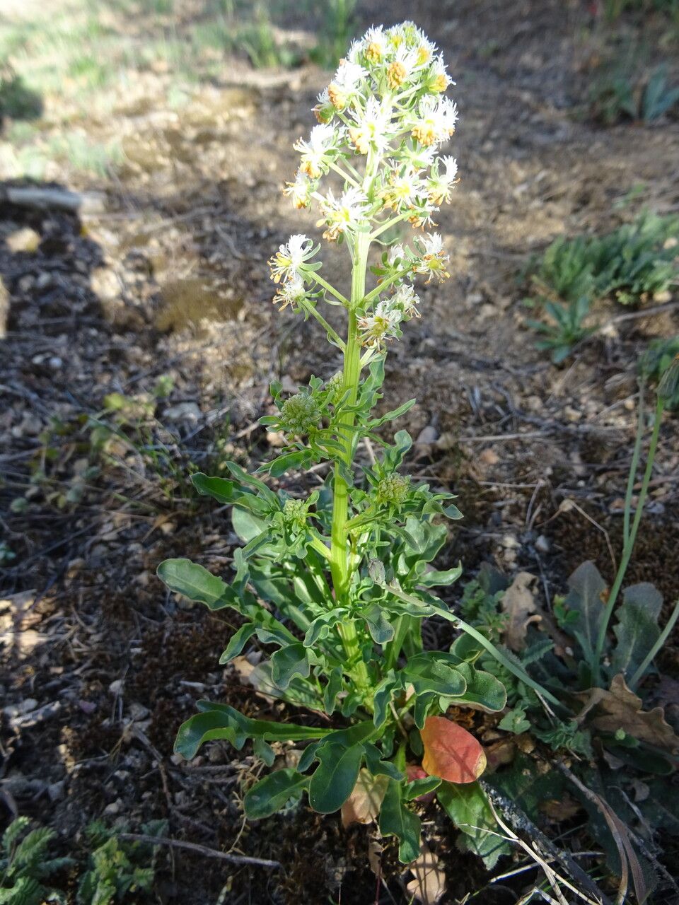 Reseda jacquini leaf