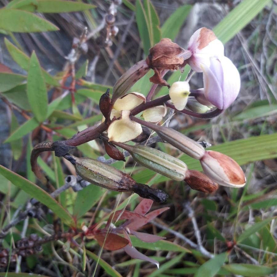 Spathoglottis unguiculata fruit