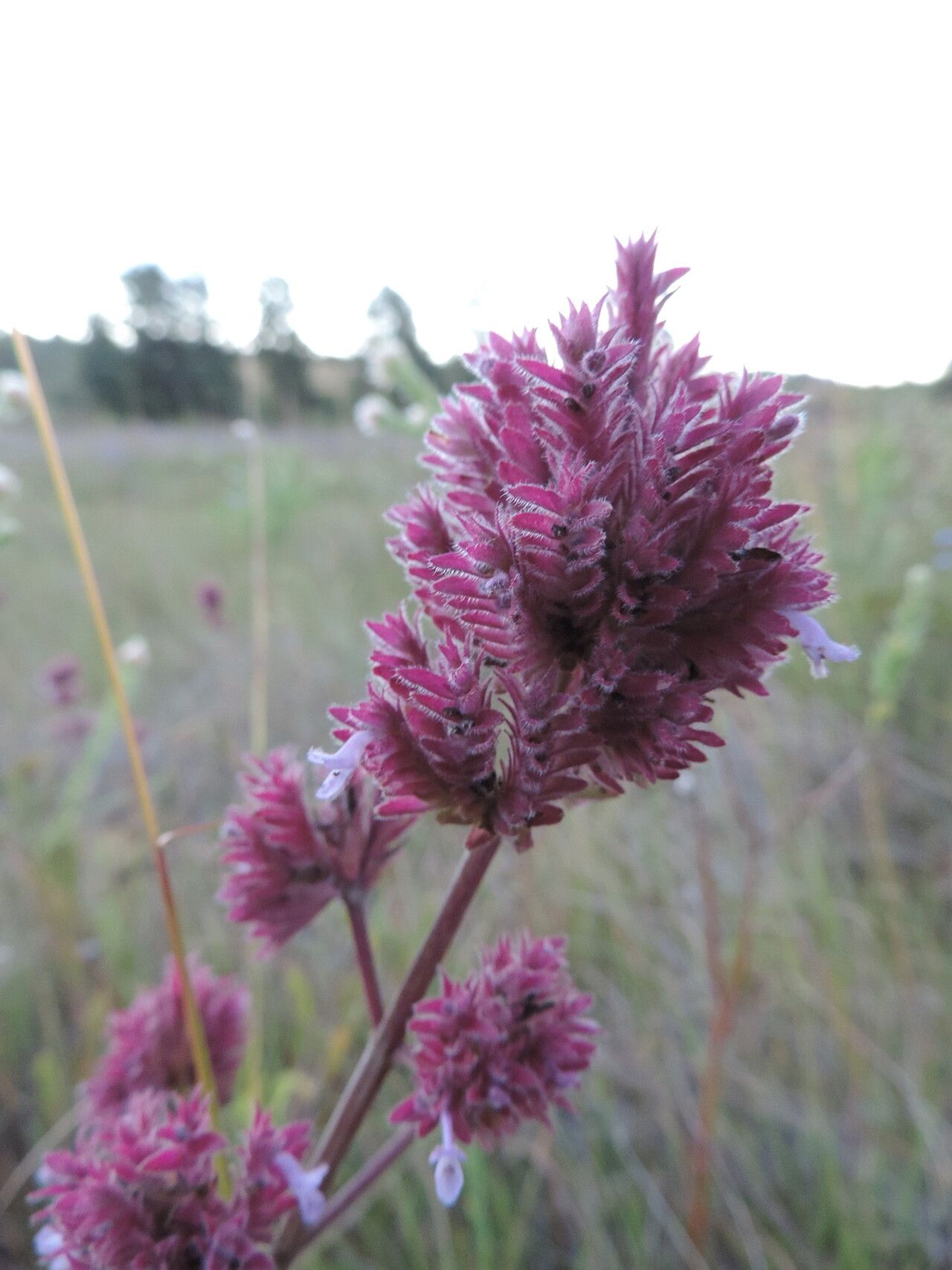 Aeollanthus engleri flower
