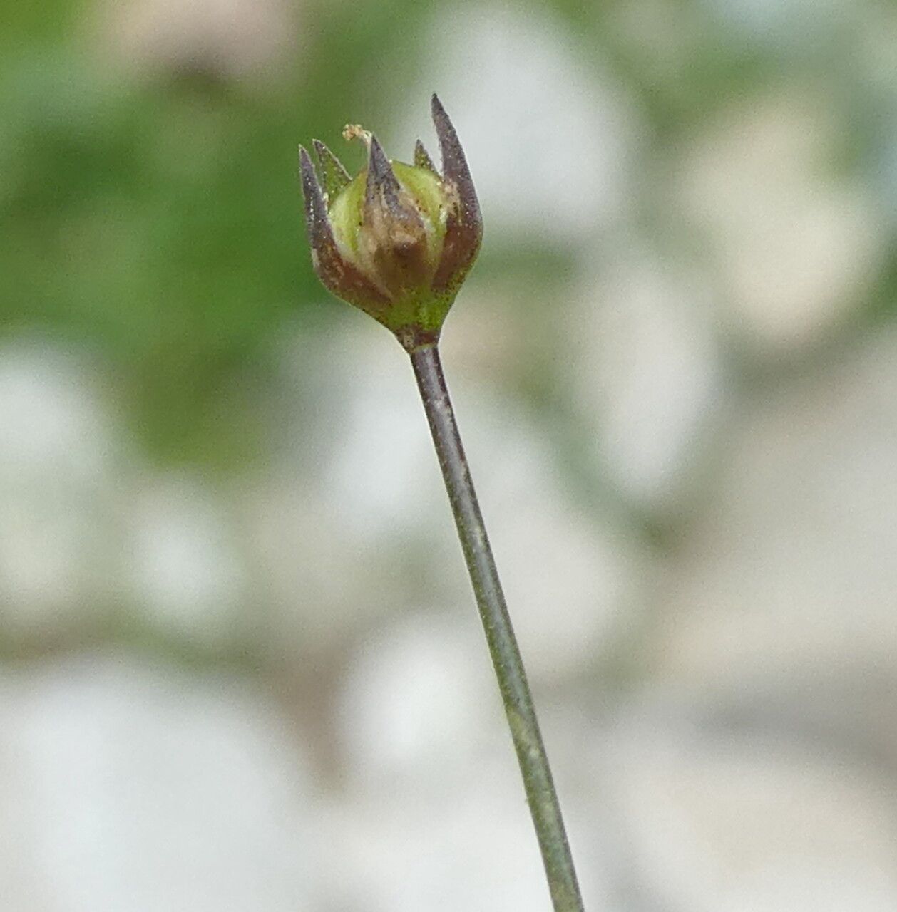 Linum catharticum fruit